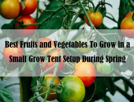 Best Fruits and Vegetables To Grow in a Small Grow Tent Setup During Spring
