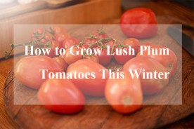 How to Grow Lush Plum Tomatoes This Winter