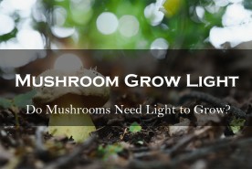Mushroom Grow Light: Do Mushrooms Need Light to Grow?