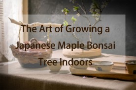 The Art of Growing a Japanese Maple Bonsai Tree Indoors