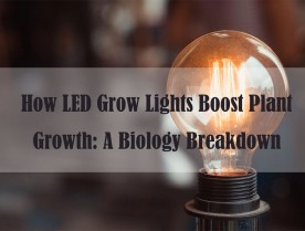 How LED Grow Lights Boost Plant Growth: A Biology Breakdown