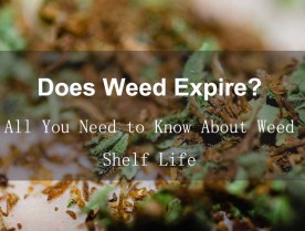 Does Weed Expire? All You Need to Know About Weed Shelf Life