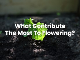 What grow light features contribute the most to the flowering