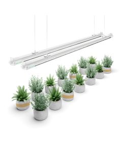 The VG80 LED grow light is a rack lighting solution dedicated to the nursery or vegetative applications such as cannabis cloning, vegetable propagation, and intercanopy light supplementation.