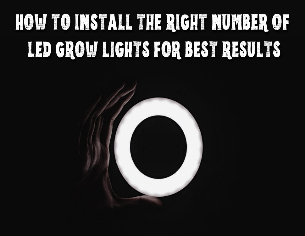 How to Install the Right Number of LED Grow Lights For Best Results