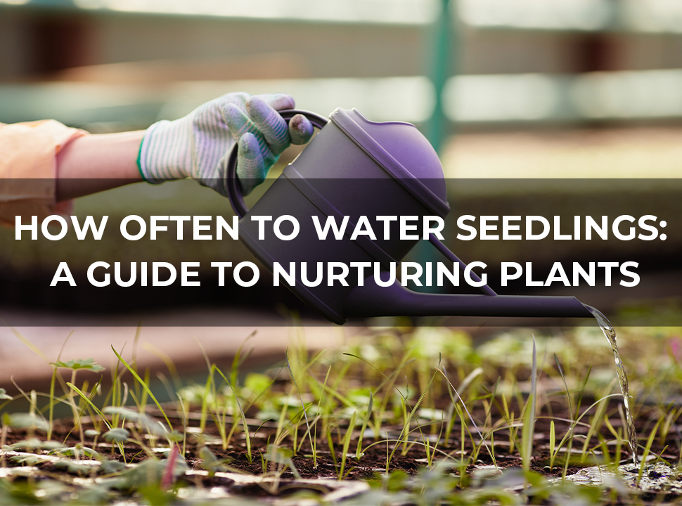 How Often to Water Seedlings: A Guide to Nurturing Plants