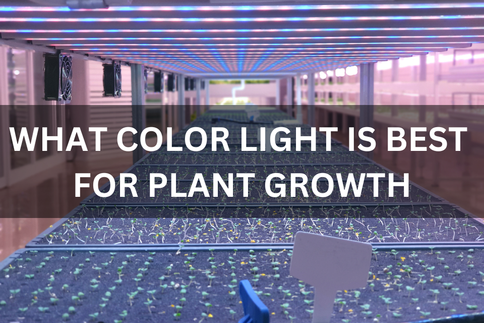 What color light is best for plant growth