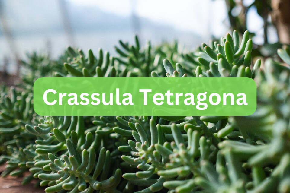 Crassula Tetragona