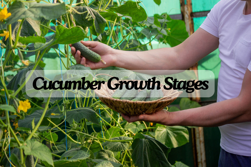 Cucumber Growth Stages