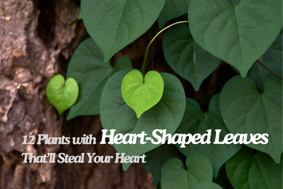 12 Plants with Heart-Shaped Leaves That’ll Steal Your Heart