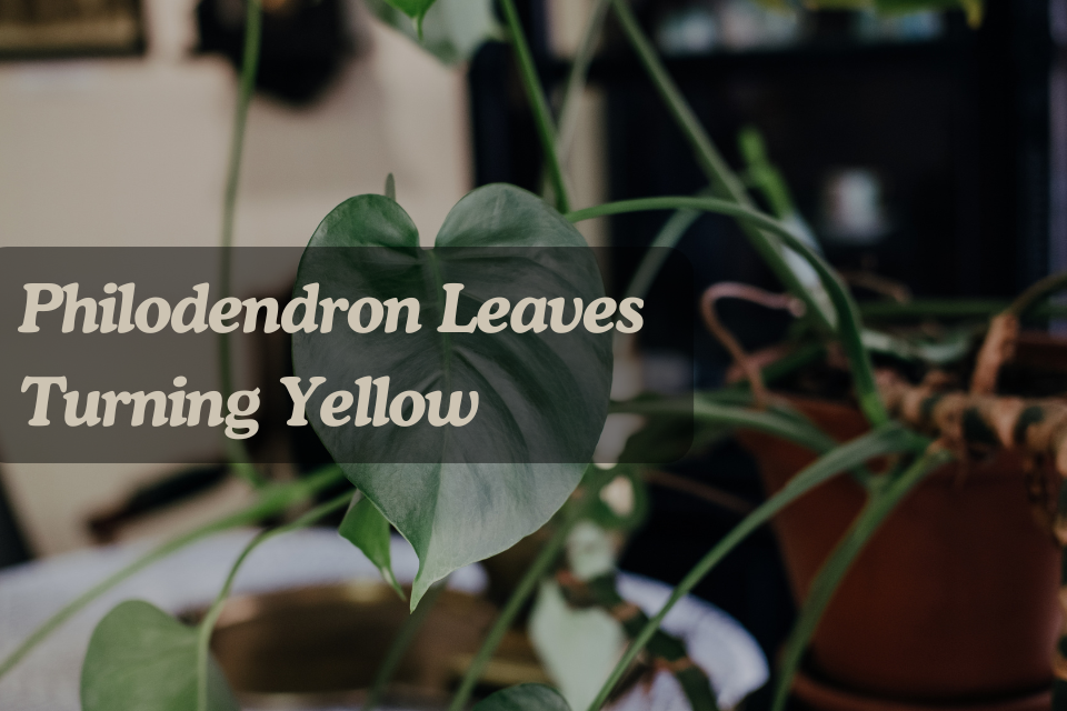 7 Common Reasons for Philodendron Leaves Turning Yellow