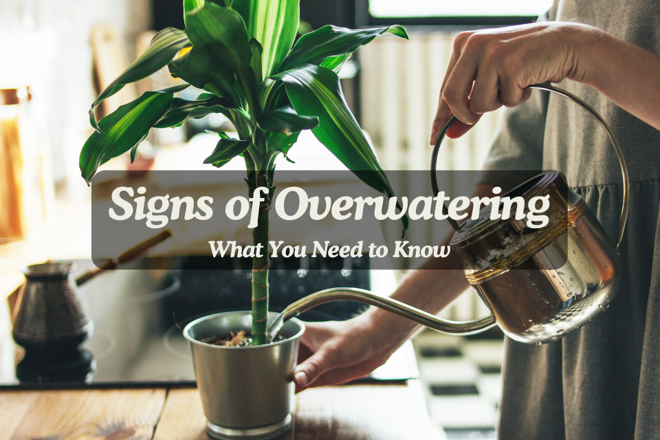 Signs of Overwatering Plants: What You Need to Know