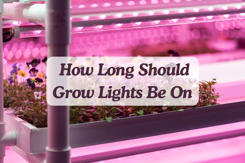 How long should grow lights be on