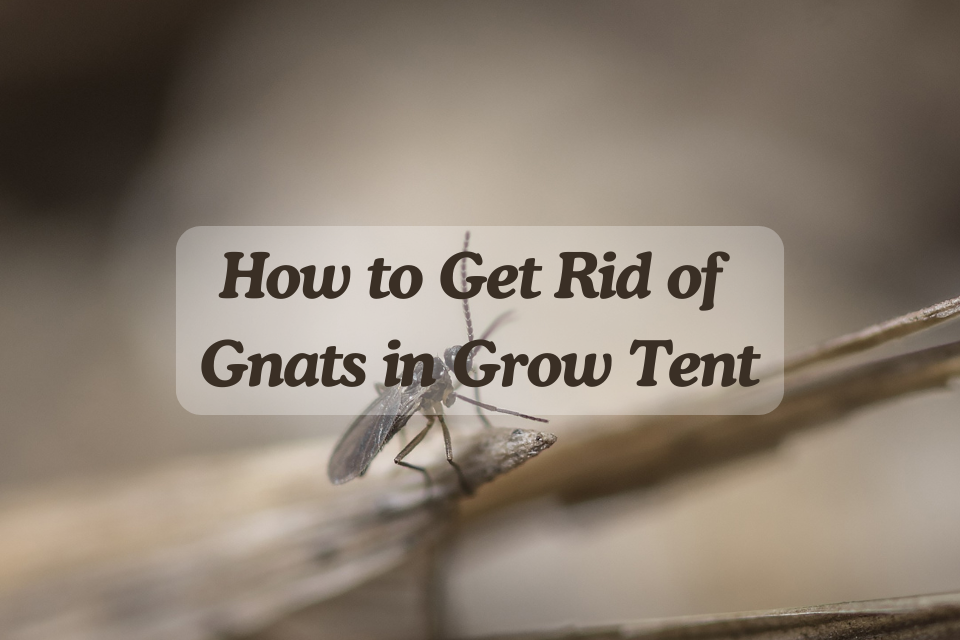 How to Get Rid of Gnats in Grow Tent
