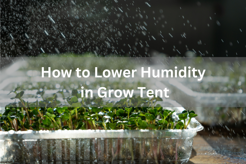 How to lower humidity in grow tent