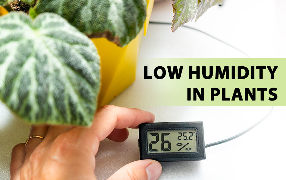 Text showing "low humidity in plants". A pot plant that has low humidity issue of leaf curl, crisp, and browning; a man's hand using a hygrometer testing the envrionment data.