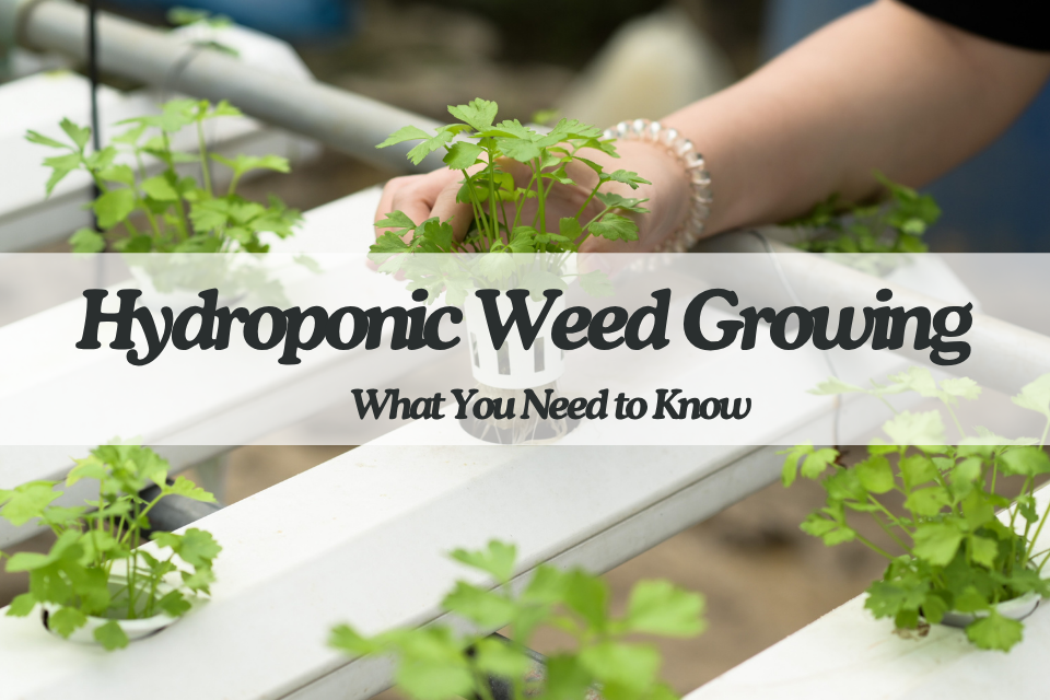 hydroponic weed