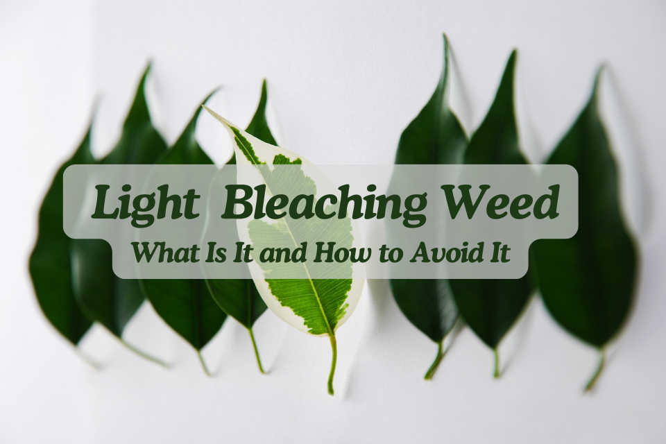 Light Bleaching Weed: What It Is and How to Avoid It