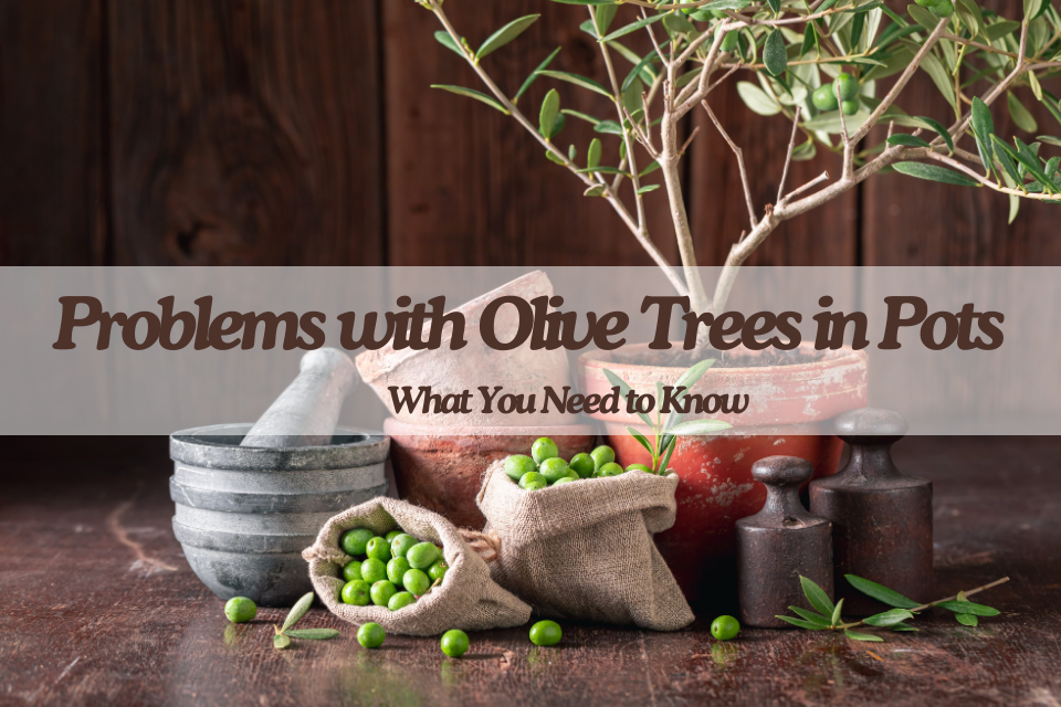 Problems with olive trees in pots