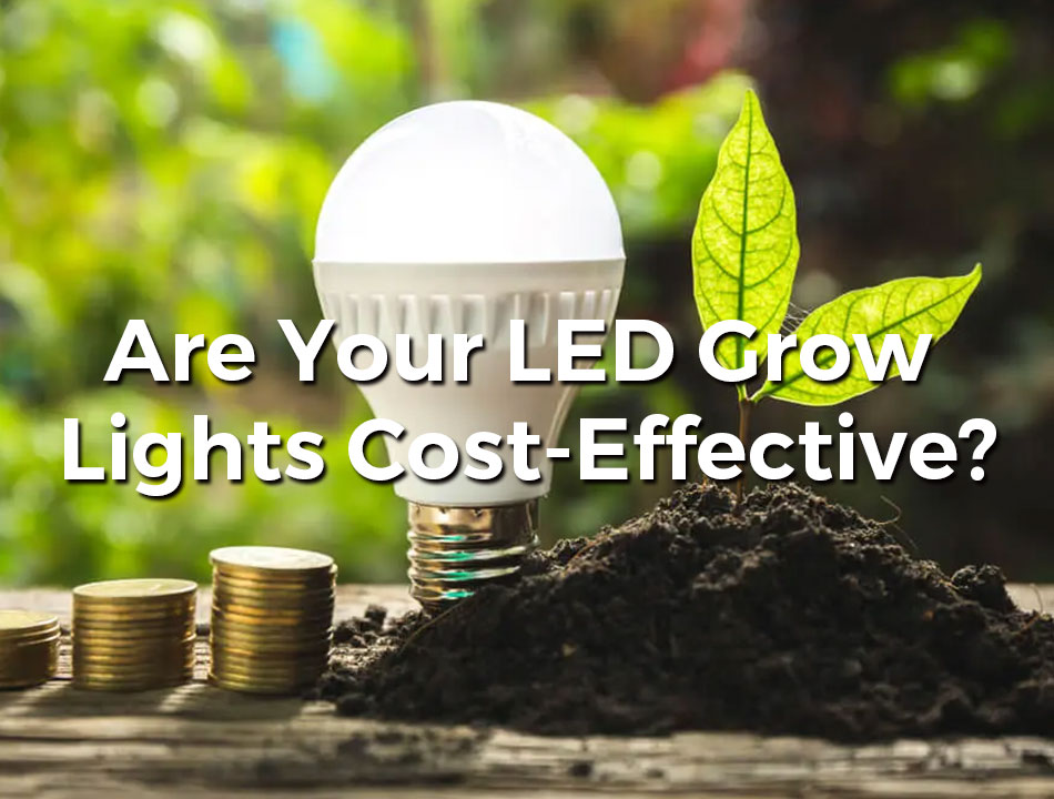 LED Grow Light Electricity Cost: Are These Lights Cost-Effective?