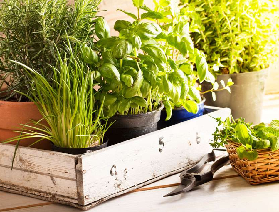 Why Autumn is the Perfect Time to Grow Indoors?