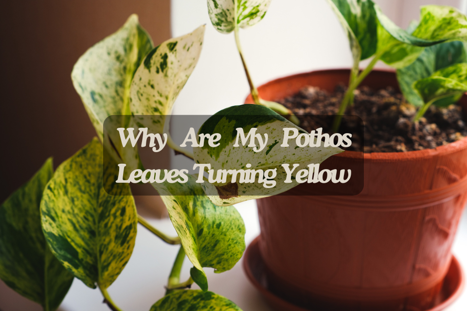 Why Are My Pothos Leaves Turning Yellow