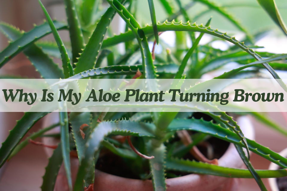 Why is my aloe plant turning brown