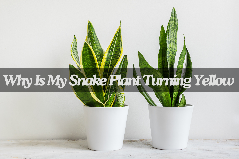 Why Is My Snake Plant Turning Yellow