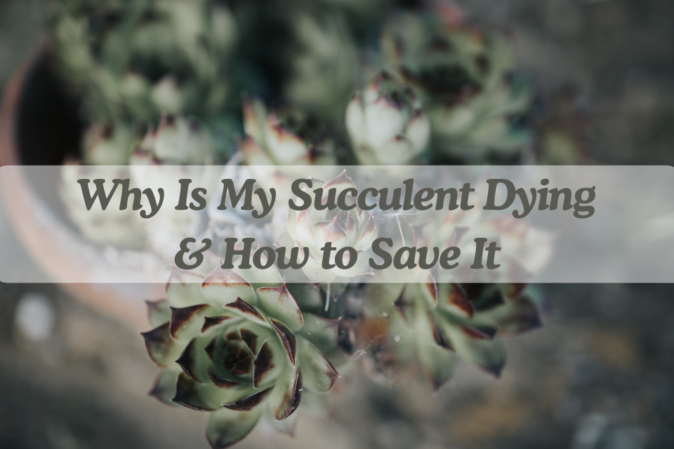 Why Is My Succulent Dying & How to Save It