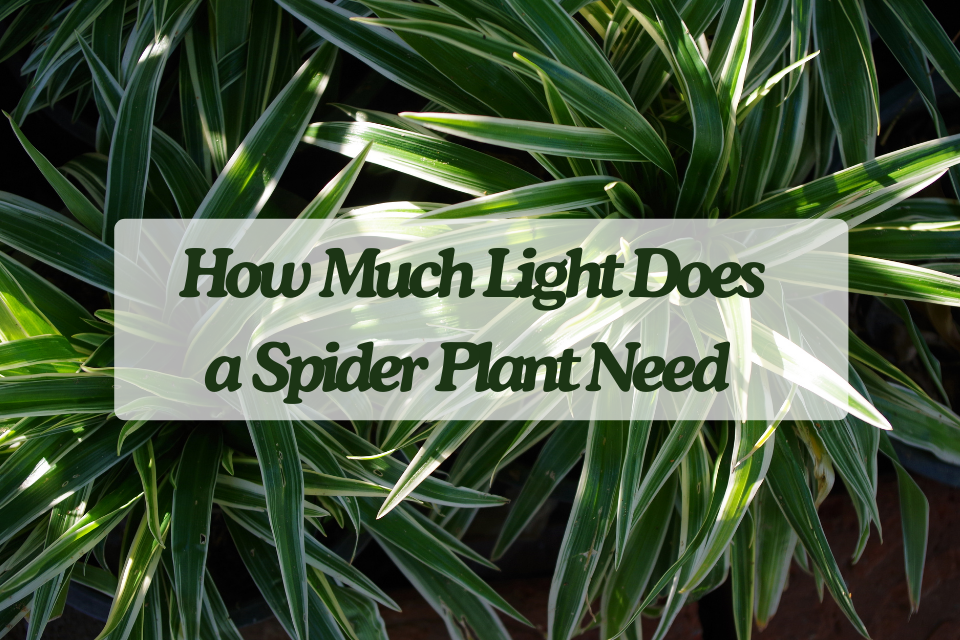 How Much Light Does a Spider Plant Need