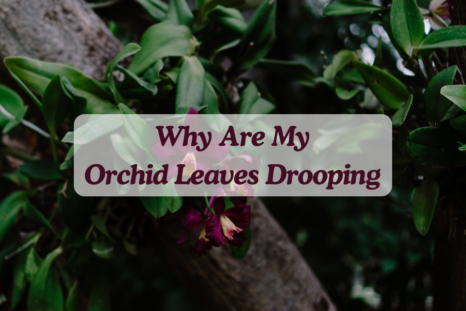 Why Are My Orchid Leaves Drooping
