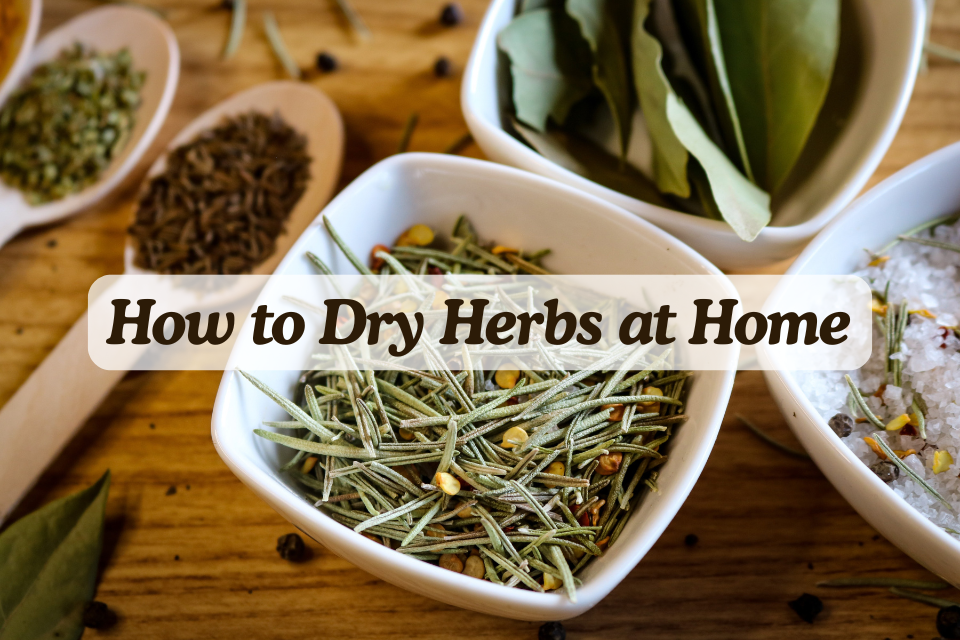 How to dry herbs at home