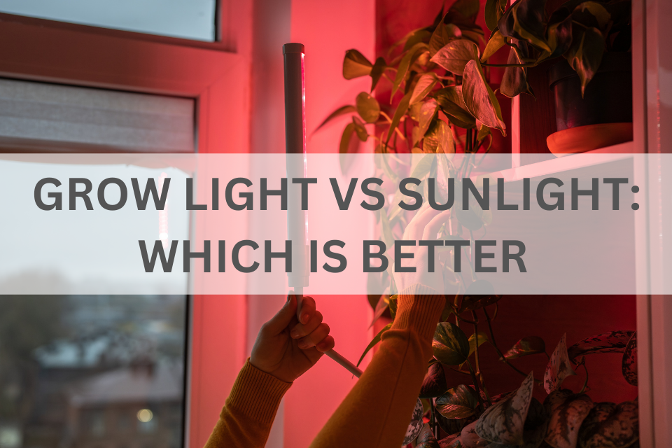 Grow Light vs Sunlight: Which Is Better