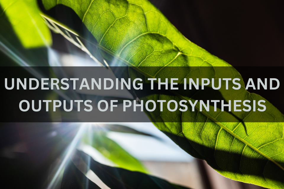 Understanding the Inputs and Outputs of Photosynthesis