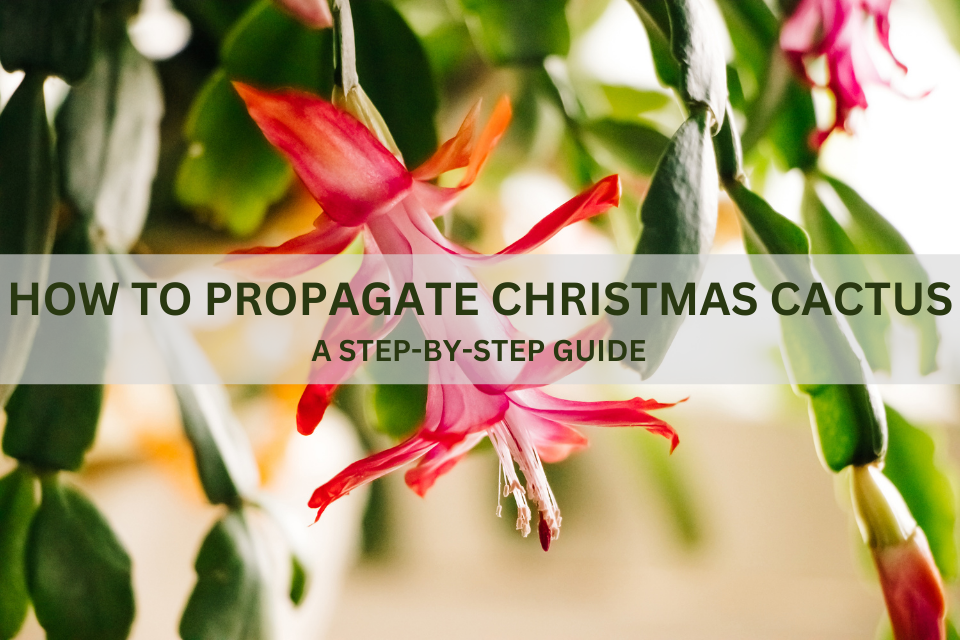 How to Propagate Christmas Cactus: A Step-by-step Guide