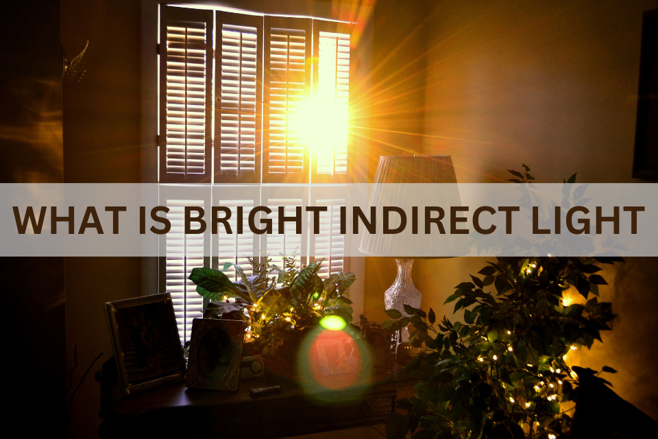 What Is Bright Indirect Light?