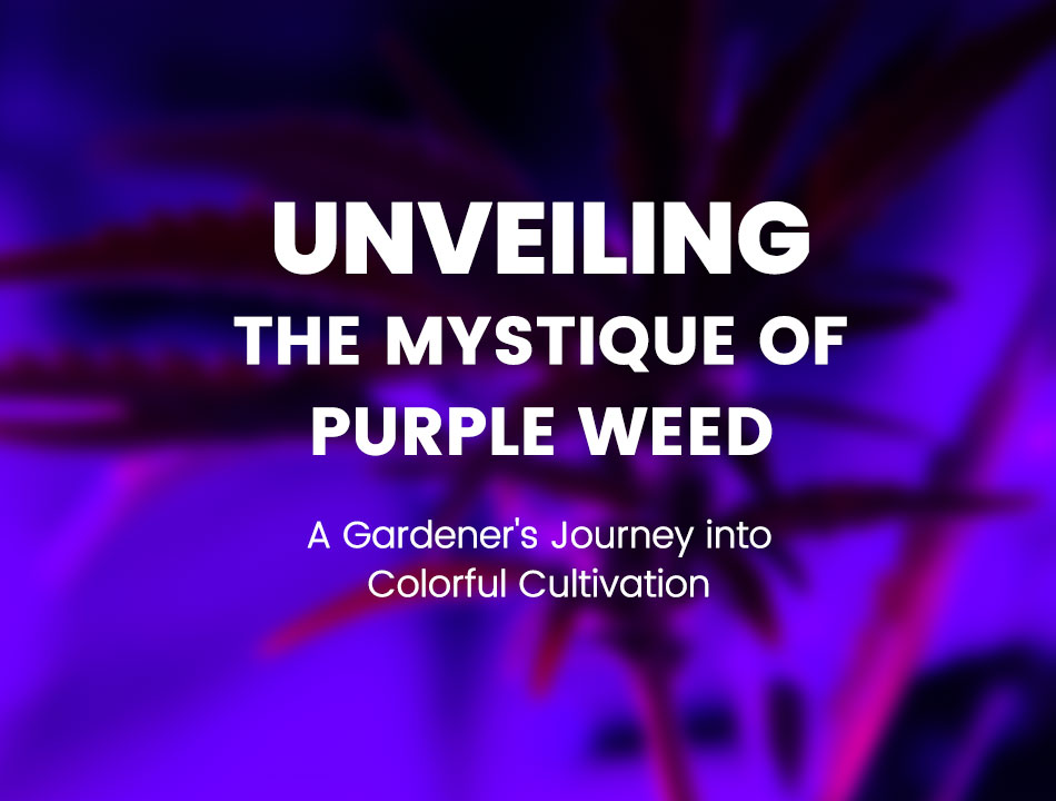 Unveiling the Mystique of Purple Weed: A Gardener's Journey into Colorful Cultivation