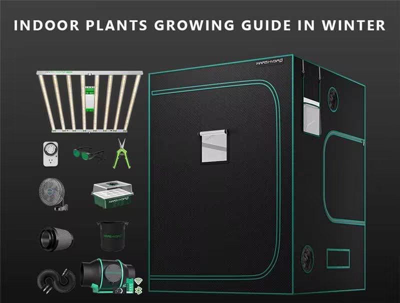 Indoor Plants Growing Guide in Winter