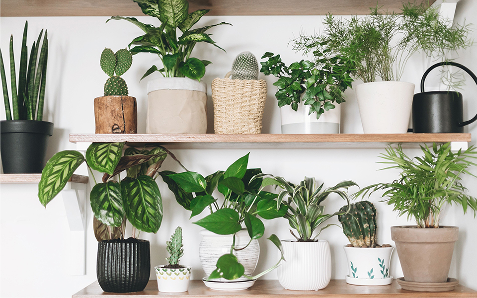 How to Choose the Best Indoor Plants