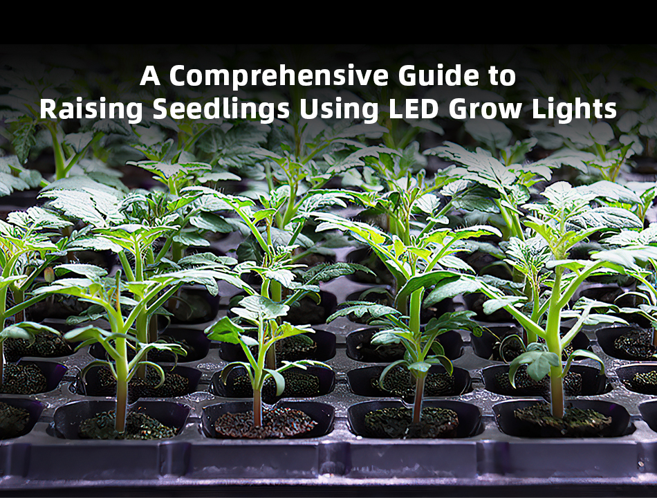 A Comprehensive Guide to Raising Seedlings Using LED Grow Lights