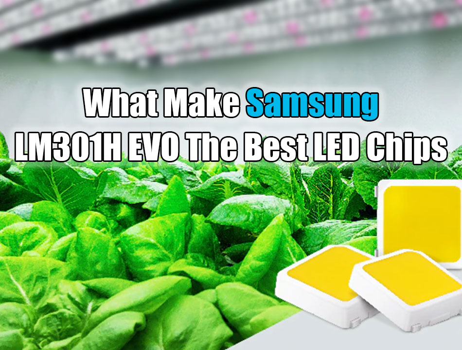 What Make Samsung LM301H EVO The Best LED Chips on the Market