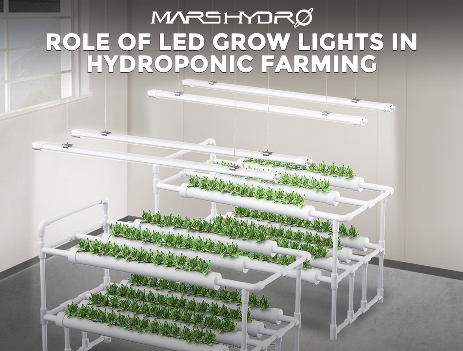 Role of led grow lights in hydroponic farming
