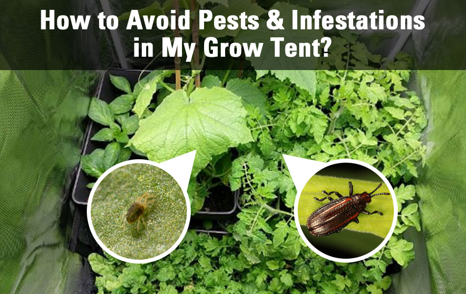 How to Avoid Pests and Infestations in My Grow Tent?