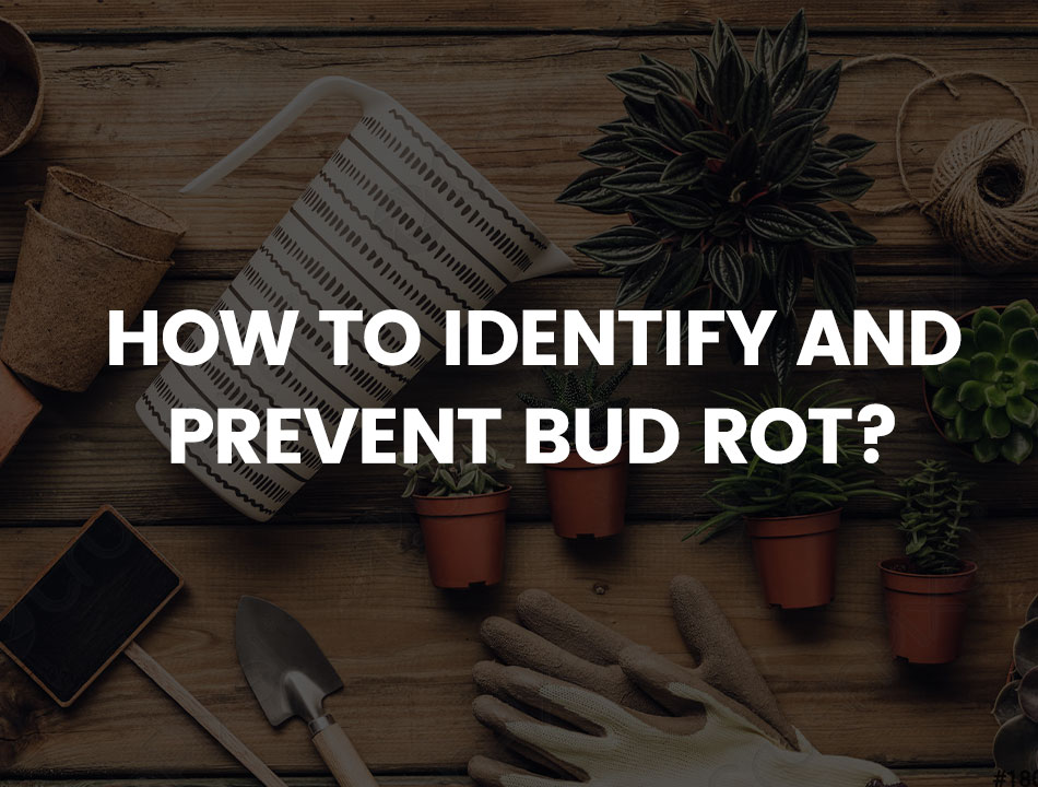 How to Identify And Prevent Bud Rot: Practical Tips