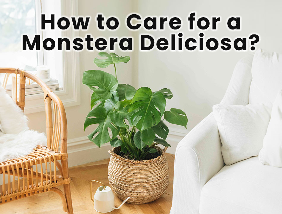 How to Care for a Monstera Deliciosa?