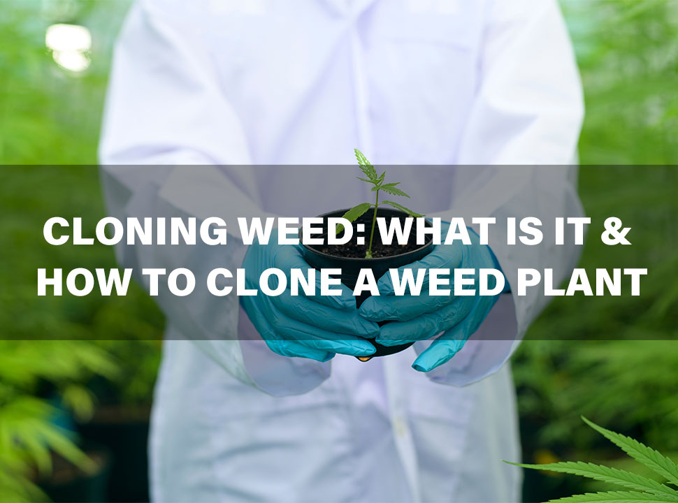 Cloning Weed: What Is It & How to Clone A Weed Plant