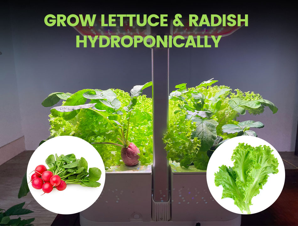 Grow lettuce and radish hydropinically at home with Mars Hydro Hydroline12