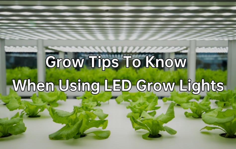 Grow tips to know when using led grow lights