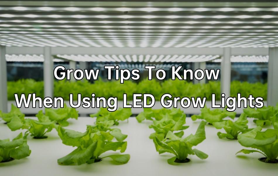 Difference Between LED Lights And Grow Lights: Are LED Lights Better For  Plants