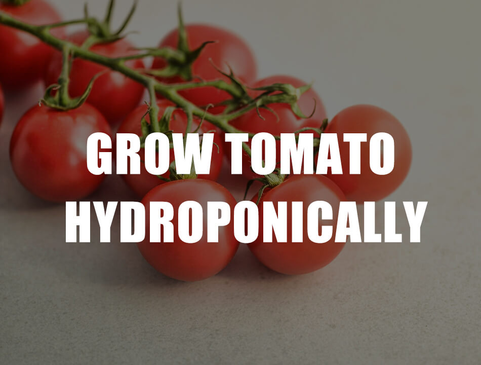 Grow tomato hydroponically at home